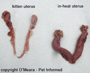 Should You Spay a Cat In Heat?  
