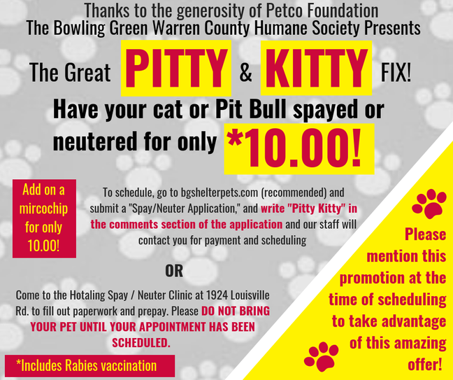 pitty kitty 2019 new